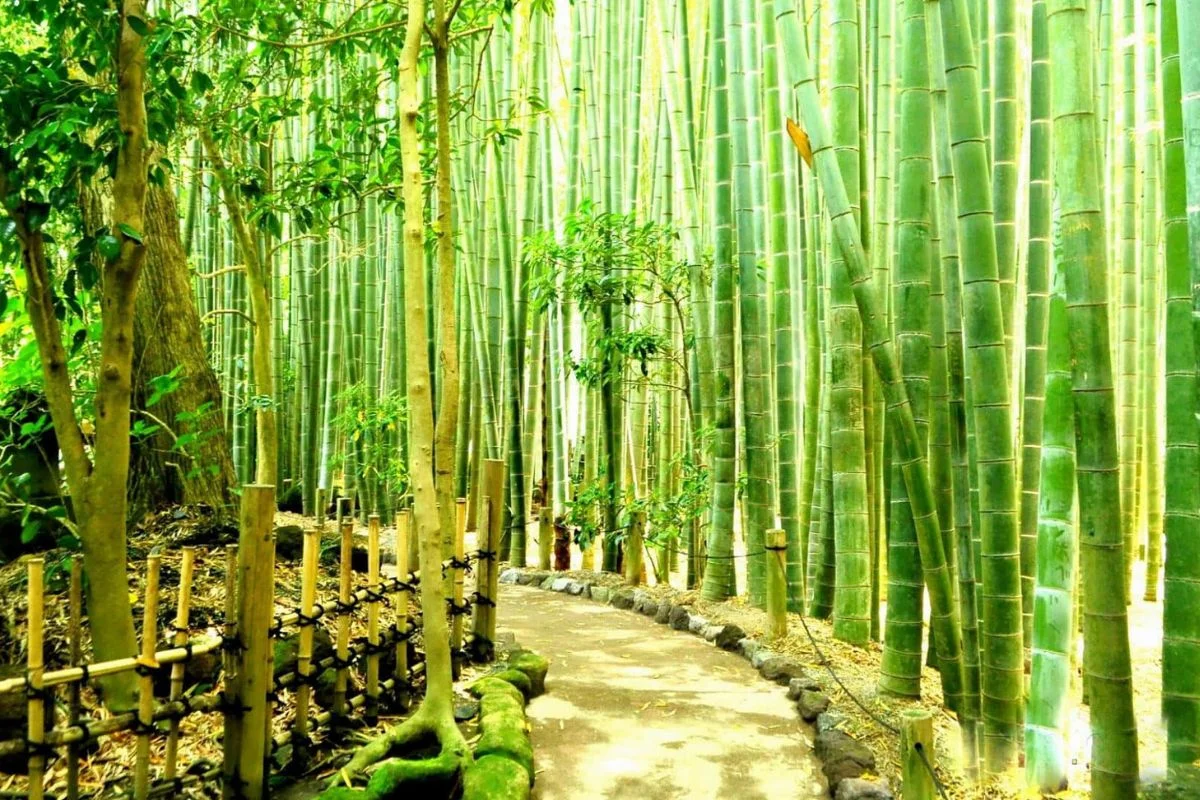 bamboo wallpaper