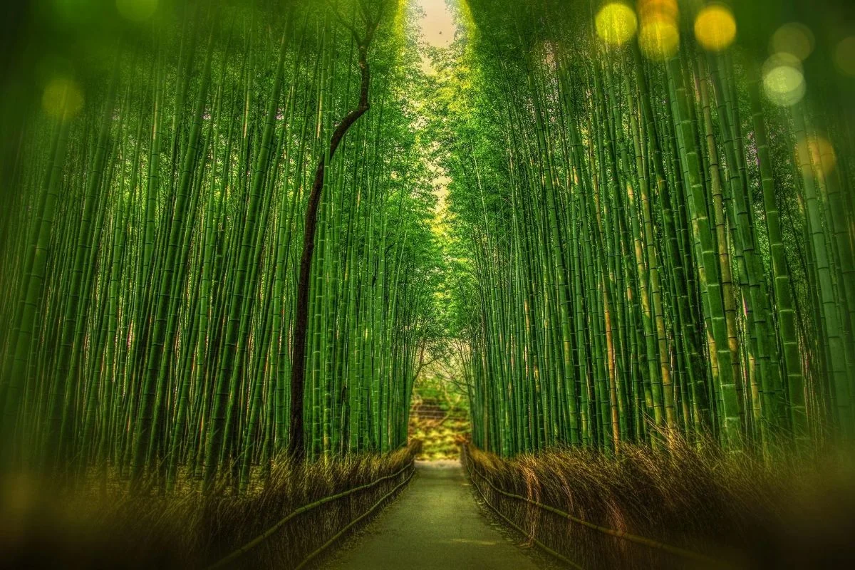 bamboo wallpaper